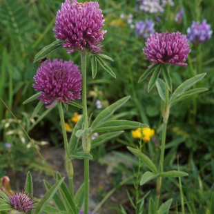 Trifolium alpestre